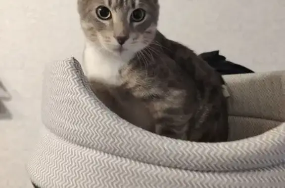 Найденные животные Петрозаводск, фото: Кошка найдена у подъезда на Советской, 27