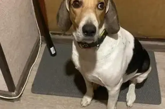 Собаки потеряшки, Сидоровское, фото: Потеряшка собака: Краснознаменск, Западная ул.