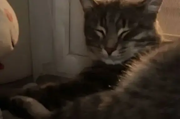 Кошки потеряшки, Оренбург, фото: Потеряшка кошка, ул. Сухарева 131, Оренбург