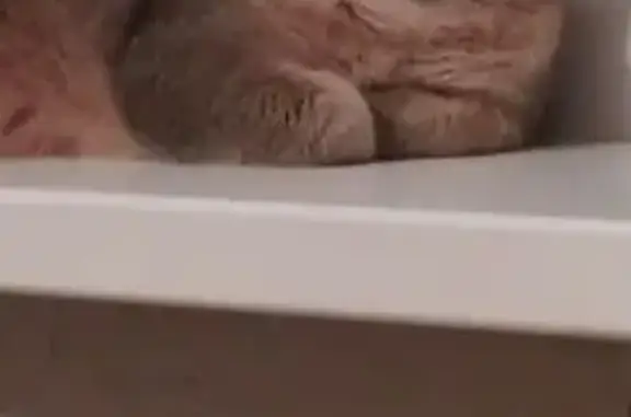 Кошки потеряшки, Североуральск, фото: Потеряшка кошка, Североуральск, ул. Рыжий 241