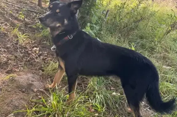 Собаки потеряшки, Бавыкино, фото: Потеряшка собака в Ленинке, 46Н-10141