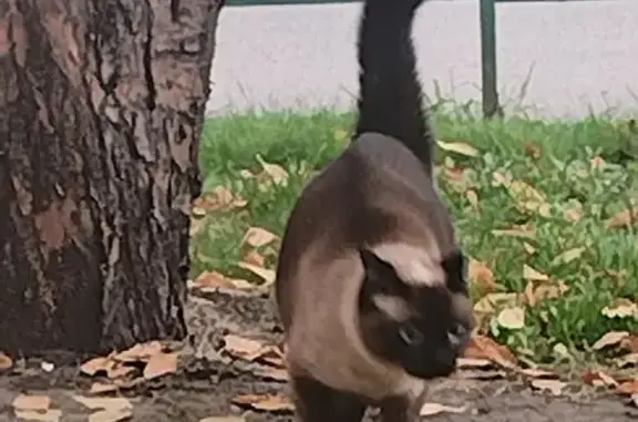 Кошки потеряшки, Красноярск, фото: Потеряшка кошка, ул. Чернышевского 104, Крск