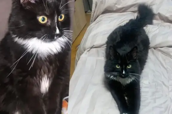 Пропала кошка, Домодедово, ул. 105