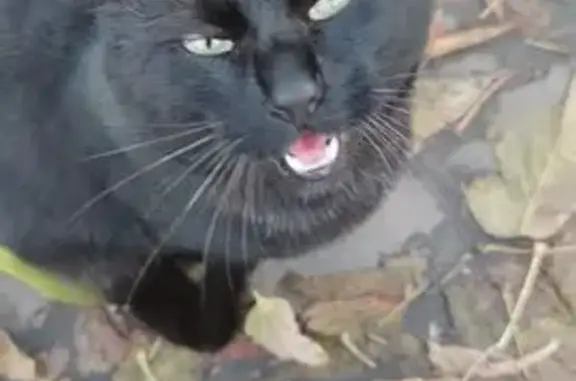 Кошка найдена: ул. Лобачика, 11, Москва