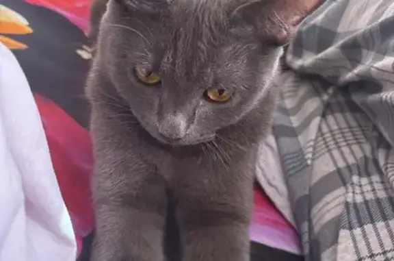 Потерянные животные Саратов, фото: Пропала кошка, Днепропетровская 2, Саратов