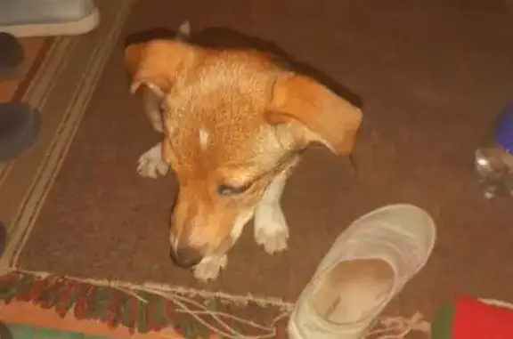 Найдена собака, Волгоград, фото: Найдена собака, Волгоград, пр. Столетова 4А