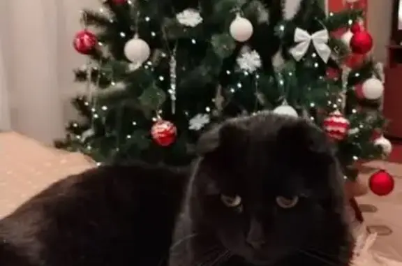 Пропала черная кошка, ул. Фрунзе, 79