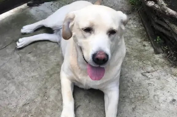 Собаки потеряшки, Минусинск, фото: Потеряшка собака, ул. Обороны 5, Минусинск