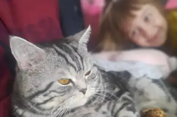 Пропала кошка на ул. Волкова, 97, Йошкар-Ола