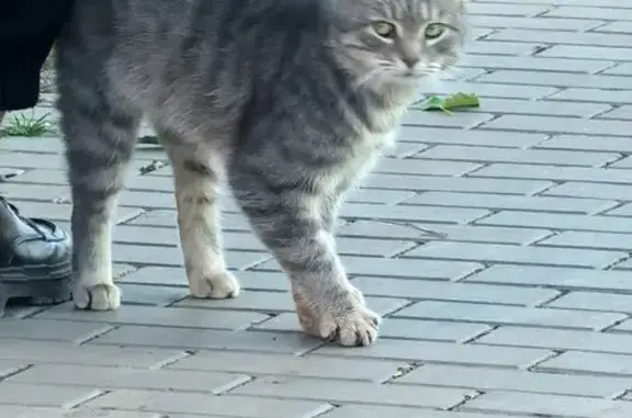 Найдена кошка, , фото: Кошка найдена: Интернациональная, Рязань