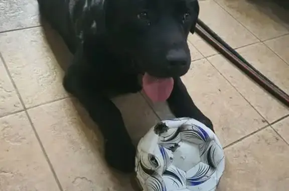 Собаки потеряшки, , фото: Потеряшка собака в лесу, Свердловский МО