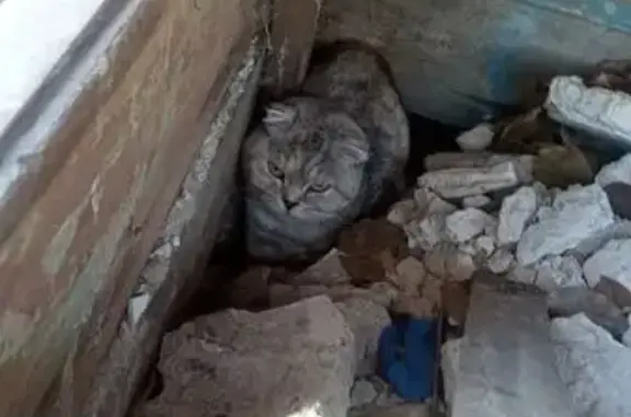 Найдена кошка, Новосибирск, фото: Кошка найдена на ул. Крашенинникова, 9