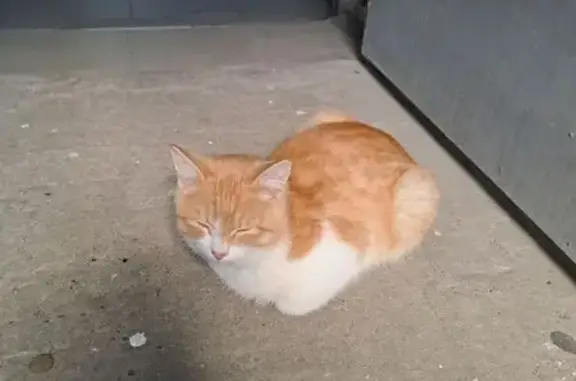 Найдена кошка, Саратов, фото: Кошка найдена: ул. Романтиков, 44, Саратов