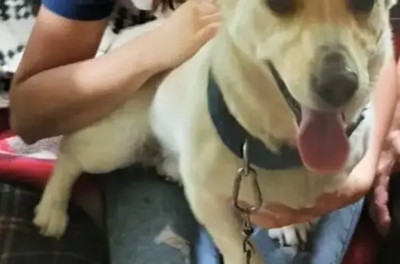 Собаки потеряшки, Калуга, фото: Потеряшка собака, Московская ул., Калуга