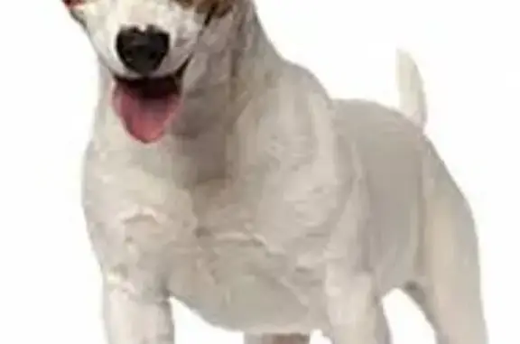 Пропала собака, Южная ул. 2В, Кызыл