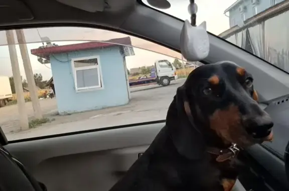 Пропала собака, трасса Кемерово-Мариинск