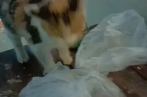 Найдена кошка, , фото: Котёнок ищет дом, Пенза, ул. Кижеватова 15