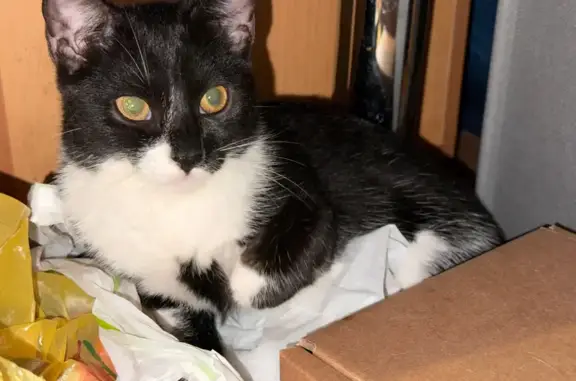 Потерянные животные Симферополь, фото: Пропала кошка, ул. Перегонец, 33, Симферополь