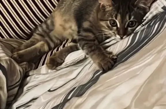 Найдена кошка, Ставрополь, Ставропольский край