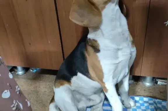 Найдена собака, Батайск, фото: Собака найдена: Саратовская ул, 78Е, Батайск