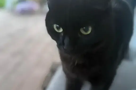 Пропала кошка, Оржицкое с/п, Ленобласть