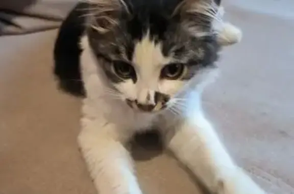 Найдена кошка, ул. Гурьянова, Москва