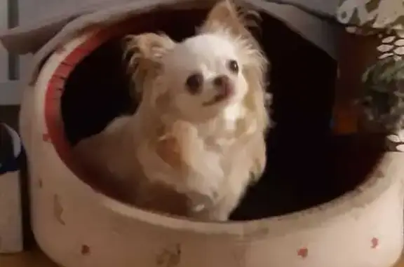 Собаки потеряшки, Владивосток, фото: Потеряшка чихуахуа, Некрасовская 52, Владивосток