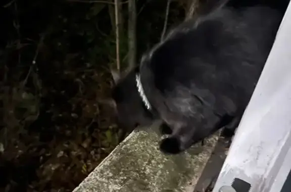 Найдена кошка, Барвиха поселок, фото: Кошка найдена, Рублёвский проезд, Барвиха