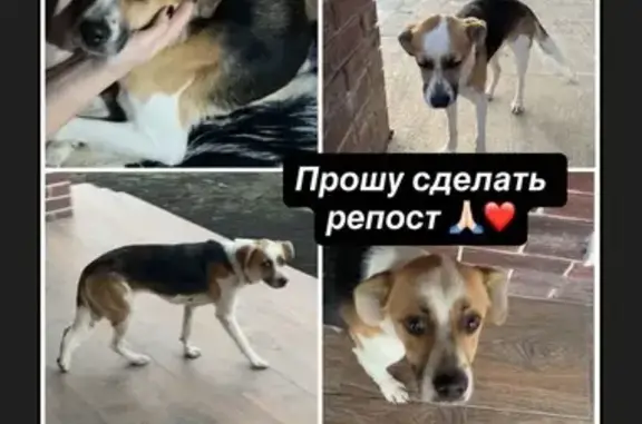 Найдена собака, Ростовская область, фото: Собака найдена в Щепкинском, Ростовская обл.