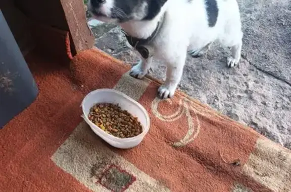 Найдена собака, , фото: Найдена собака в п.Госплемстанции