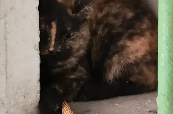 Найдена кошка, Липецк, фото: Кошка найдена: Юных Натуралистов, 7, Липецк