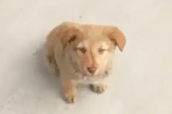 Найдена собака, ул. Вонсовского, 1АЯ