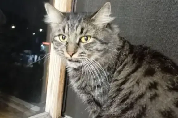 Найдена кошка, , фото: Кошка найдена у Магнита, пр. Созидателей