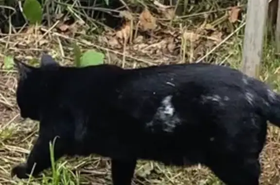 Кошки потеряшки, Москва, фото: Потеряшка кошка, Сумской проезд, Москва