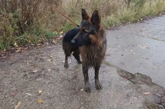 Найдена собака, , фото: Найдена овчарка, Спортивная ул., 119