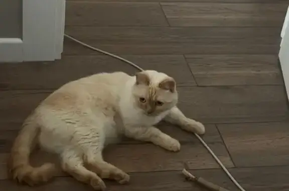 Кошки потеряшки, Москва, фото: Потеряшка кошка, Севастопольский пр., 22А