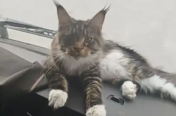 Пропала кошка, ул. Менделеева, 165