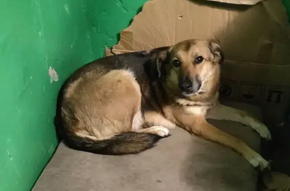 Собаки потеряшки, Волгоград, фото: Потеряшка собака, ул. Доценко, 35А, Волгоград