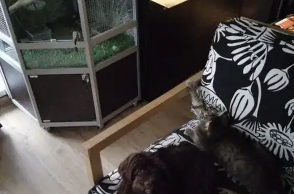 Собаки потеряшки, Москва, фото: Потеряшка собака, Зверинецкая 33, Москва