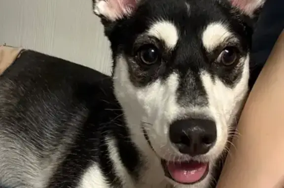 Найдена собака, Нахабино, фото: Собака найдена: Красноармейская 49, Нахабино