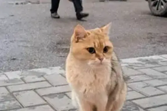 Найдена кошка, , фото: Найдена британская кошка, Приютово, РБ