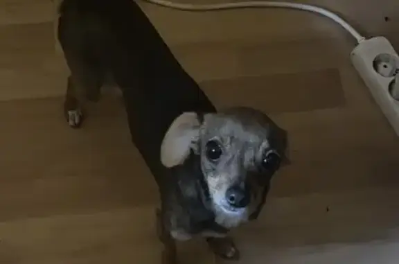 Пропала собака на 2-й Запрудной, 8, НТ