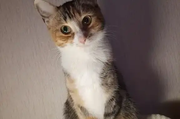 Кошки потеряшки, Санкт-Петербург, фото: Потеряшка кошка, ул. Хармса, СПб