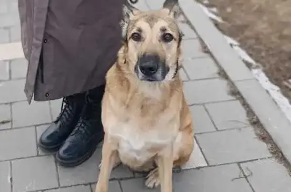 Собаки потеряшки, Москва, фото: Потеряшка собака у Волоколамского ш., 2