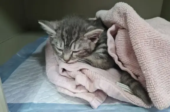 Котенок найден, Бакинская ул., Калининград