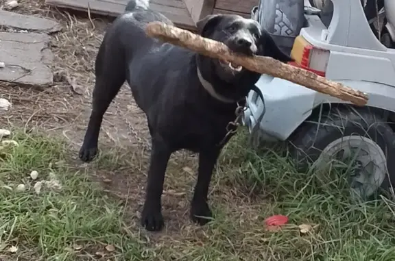 Пропали 2 собаки, Новодолиновская 4Б, Чита