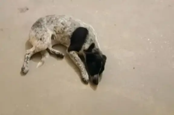 Найдена собака, ул. Тархова, Саратов