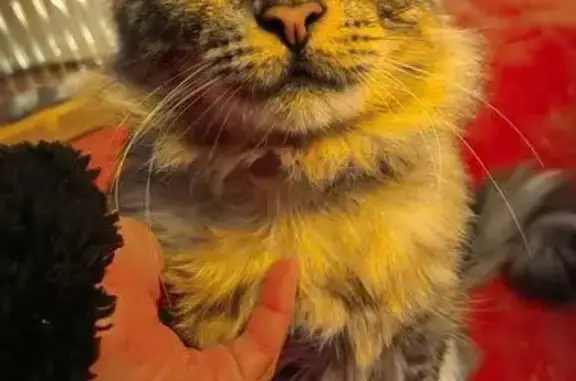 Найдена кошка, Горки 21, фото: Кошка найдена: 1-й Дорожный тупик, 8, Горки