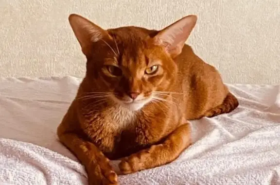 Кошки потеряшки, Южно-Сахалинск, фото: Потеряшка кошка, 1-я Московская ул., 9