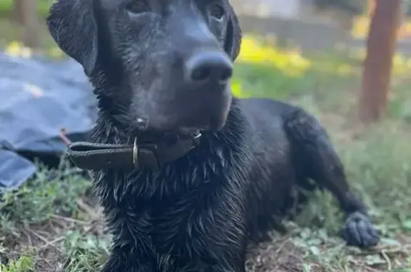 Пропала собака, ул. Баженова, Новошахтинск